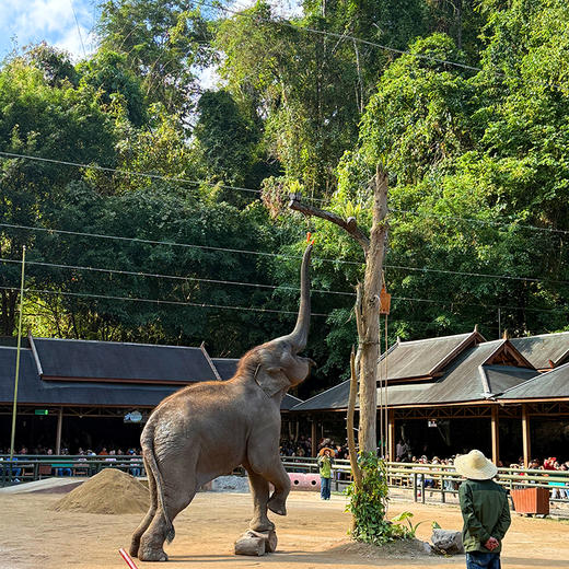 西双版纳双飞5日游 热带雨林深度纯玩游精品团 体验云南美食 打卡傣族换装秀 商品图2