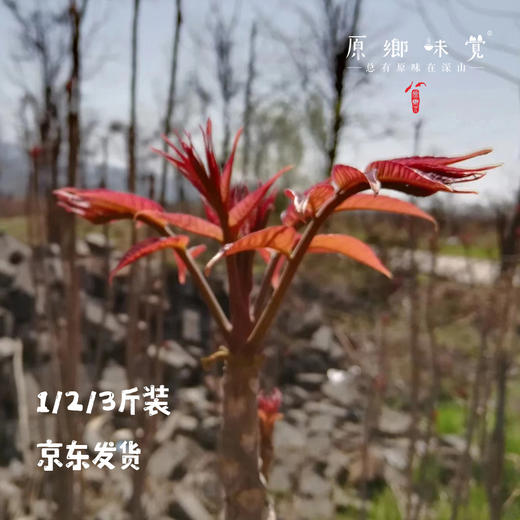 【预售】生态红油香椿（基地直发-京东包邮）| 多种规格，来自山西中条山，生产者：蒲韩青年公社社员，【合作生产，公平贸易】 商品图3