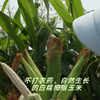 云南西双版纳花糯玉米/拇指玉米  自然生长，口感香甜，甜而不腻，营养丰富 商品缩略图7