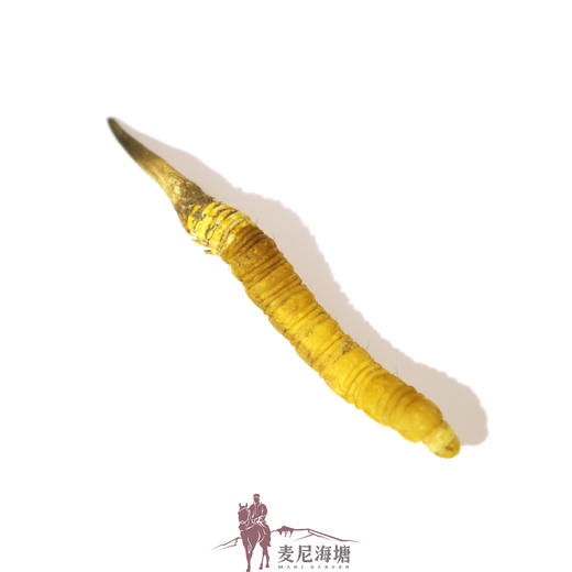 【游学基地】野生冬虫夏草 来自青藏高原海拔4500m以上 野生虫草持证采集人员采集 可溯源 商品图4