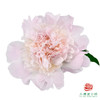 芍药 佩尔  1枝1扎 商品缩略图1
