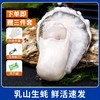 正宗乳山蚝王 | 精选鲜活肥美生蚝 6-8两/只 无污染海域养殖 蚝肉饱满有弹性 口感嫩滑鲜美 顺丰鲜活直达 生蚝 商品缩略图1