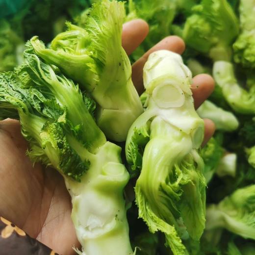 儿菜【1斤】 商品图1