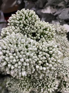 配花 | 国产大葱花白色