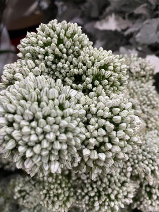 配花 | 国产大葱花白色 商品图0