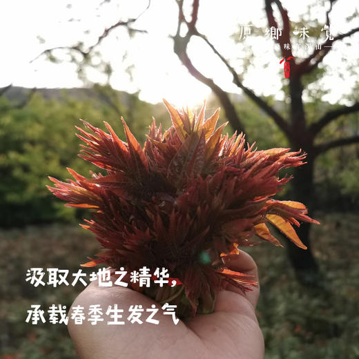 【预售】生态红油香椿（基地直发-京东包邮）| 多种规格，来自山西中条山，生产者：蒲韩青年公社社员，【合作生产，公平贸易】 商品图1