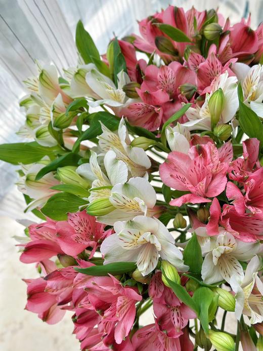 【随机色水仙百合】10支/份 商品图0