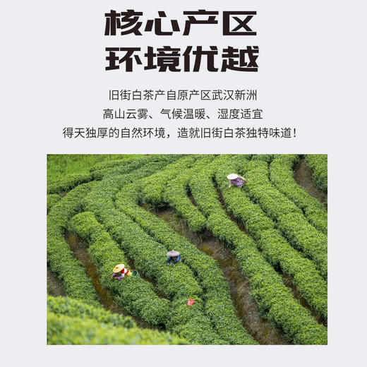 【武汉.新洲】江城百臻少潭河白茶4g*20袋 商品图2