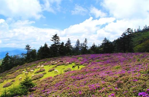 户外@【一路繁花】昆明蓝花楹+炽热凤凰花+璀璨杜鹃花+婉约流苏花+秘境哀牢山7天 商品图5