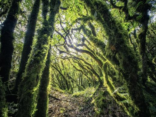 户外@【一路繁花】昆明蓝花楹+炽热凤凰花+璀璨杜鹃花+婉约流苏花+秘境哀牢山7天 商品图7