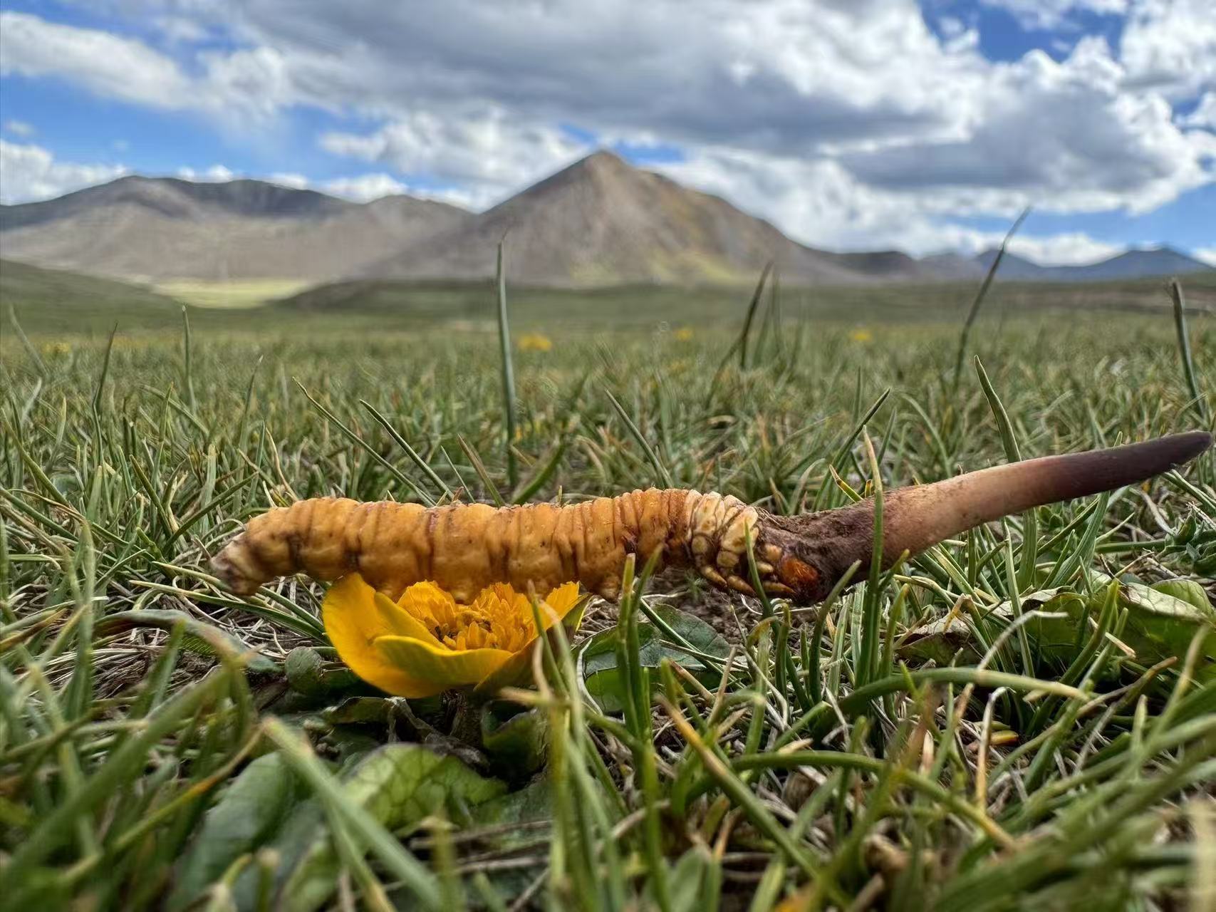 【游学基地】野生冬虫夏草 来自青藏高原海拔4500m以上 野生虫草持证采集人员采集 可溯源
