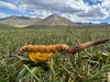 【游学基地】野生冬虫夏草 来自青藏高原海拔4500m以上 野生虫草持证采集人员采集 可溯源 商品缩略图0