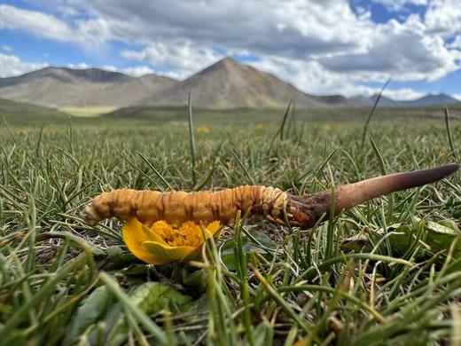 【游学基地】野生冬虫夏草 来自青藏高原海拔4500m以上 野生虫草持证采集人员采集 可溯源 商品图0