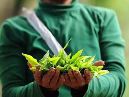 【私藏高货】【十年陈缅甸班章王】2015年春茶布朗山班章 边境古茶园普洱生茶撬饼 紫砂罐装250g 商品图9