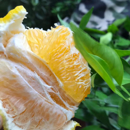 四川柠檬不知火丑橘 净重2斤-8斤大果 当季新鲜水果桔橘子 果园直发 商品图9