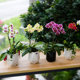 传化蝴蝶兰年卡尊享礼（每月一盆单株蝴蝶兰（含盆），全年共12盆，品种每月不同）女神节送礼优选