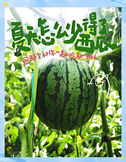 庞各庄西瓜【京津冀包邮】 商品图0