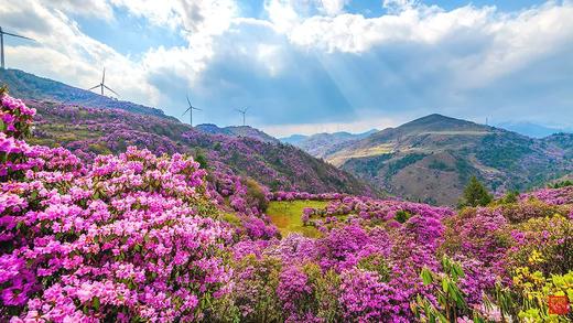 户外@【一路繁花】昆明蓝花楹+炽热凤凰花+璀璨杜鹃花+婉约流苏花+秘境哀牢山7天 商品图4