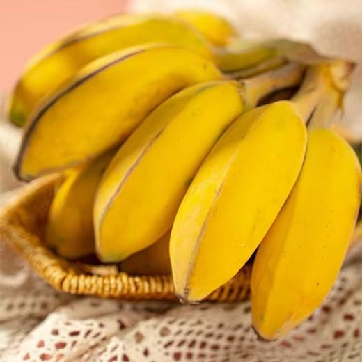 【果蔬精选】福建生态苹果蕉 真正树上自然成熟 无添加保鲜剂 小巧饱满 色泽诱人 香甜软糯 口感细腻 商品图0