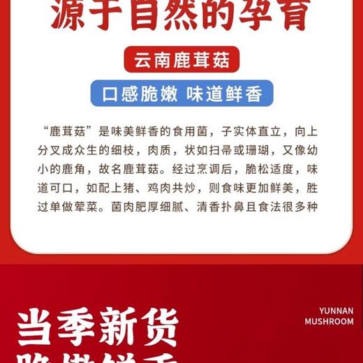 鹿茸菇（约500G） /份 商品图3