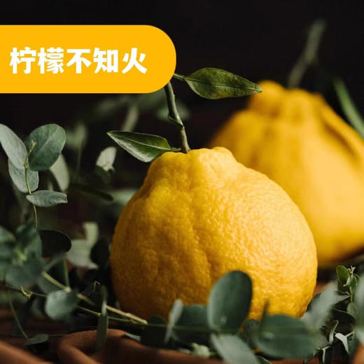 四川柠檬不知火丑橘 净重2斤-8斤大果 当季新鲜水果桔橘子 果园直发 商品图8