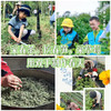 【无锡专拍】（半日亲子）上春山，采春茶，挖春笋，采草莓，用双手制作春天 商品缩略图0