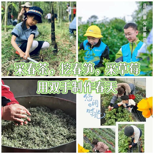 【无锡专拍】（半日亲子）上春山，采春茶，挖春笋，采草莓，用双手制作春天 商品图0
