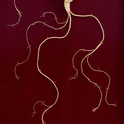 【央企品牌】华润野山参  一等(20年参) 商品图3