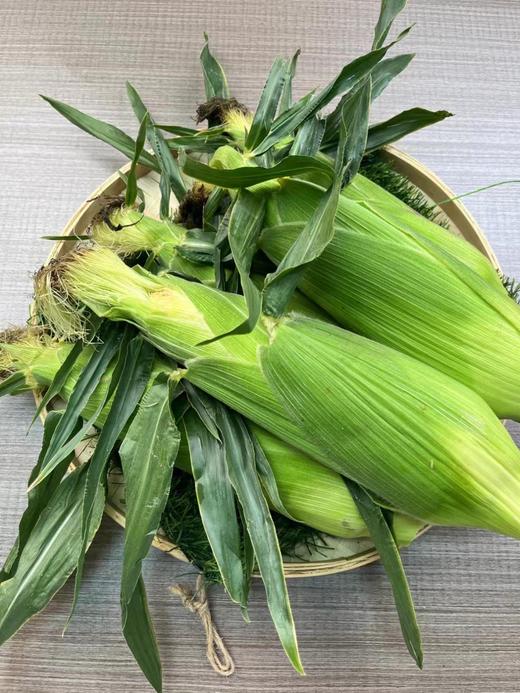 甘肃即食水果玉米  糯玉米  皮薄、汁多  口感极佳 商品图4