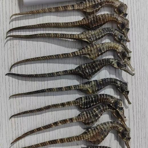 海马2只装（约1.5克） 商品图0