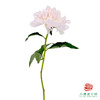 芍药 佩尔  1枝1扎 商品缩略图2
