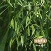 蒙北天然燕麦苗粉 75g/袋 | 合作农友生产，产自蒙北雪原，生产者：李刚岭 ＆【公平贸易农人定价】 商品缩略图9
