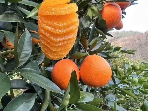 姊归伦晚春橙，一箱9斤，基地直发3天左右到货 商品图1