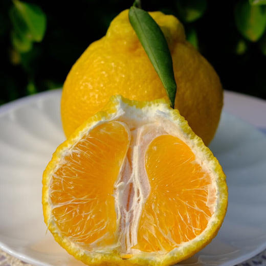 四川柠檬不知火丑橘 净重2斤-8斤大果 当季新鲜水果桔橘子 果园直发 商品图4