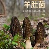 羊肚菌（中个4-5厘米）100G 商品缩略图1
