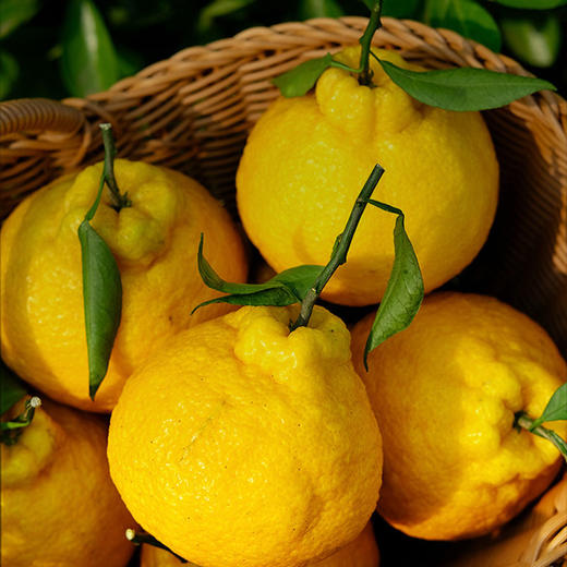 四川柠檬不知火丑橘 净重2斤-8斤大果 当季新鲜水果桔橘子 果园直发 商品图1