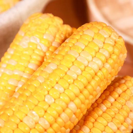 甘肃即食水果玉米  糯玉米  皮薄、汁多  口感极佳 商品图2