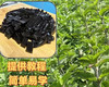 烧仙草套装/1份（约125g）生产日期：26年5月 商品缩略图3