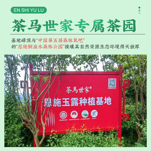 【非遗工艺】茶马世家恩施玉露游龙系2025早春新茶高端礼盒108g 商品图2