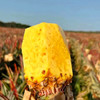 【厂商直发】海南有机凤梨台农17号树上熟金钻凤梨当季新鲜香甜多汁 商品缩略图5