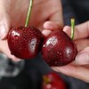 大连樱桃约250G /盒 商品缩略图2