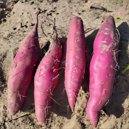 【桥头地瓜/金时地瓜】糯而不水 粉而不干 口感绵密清甜 商品图2