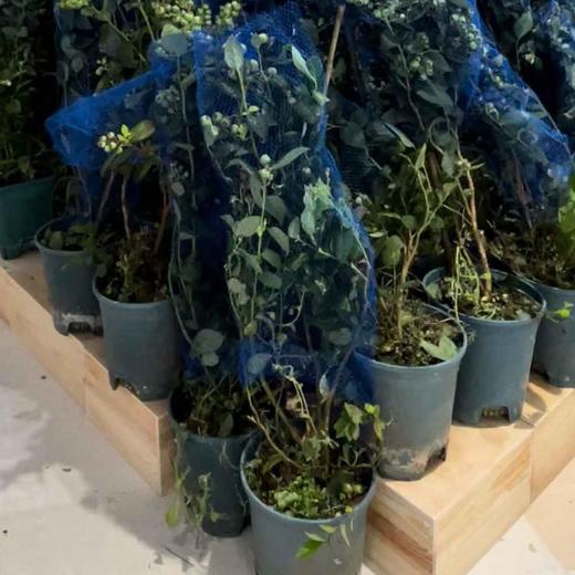 盆栽蓝莓树（带果苗） 商品图3