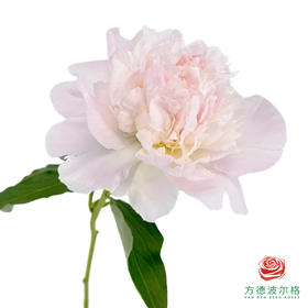 芍药 佩尔  1枝1扎