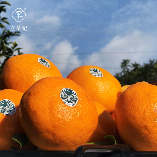 生态耙耙柑 橘有橘粹6斤礼盒 商品图3