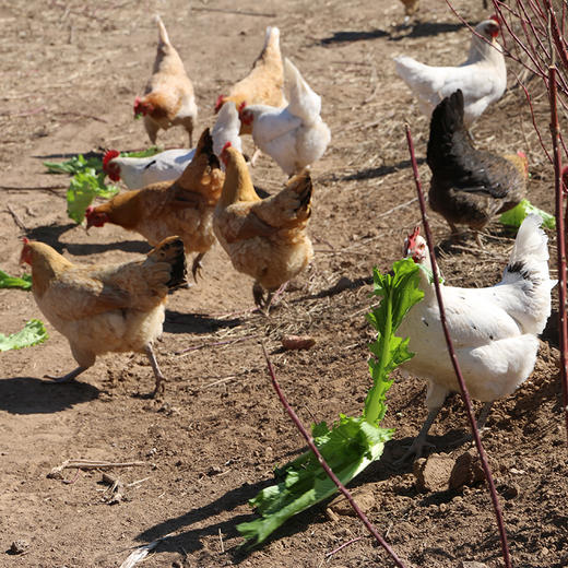 【包邮】真正农村散养土鸡蛋 柴鸡蛋  吃粮食和小虫  新鲜土鸡蛋20枚/30枚 破损包赔 商品图7