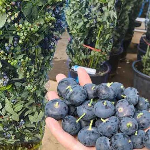 盆栽蓝莓树（带果苗） 商品图2