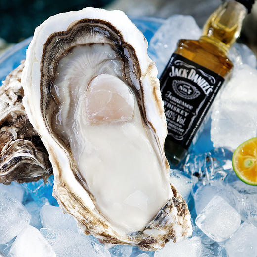 正宗乳山蚝王 | 精选鲜活肥美生蚝 6-8两/只 无污染海域养殖 蚝肉饱满有弹性 口感嫩滑鲜美 顺丰鲜活直达 生蚝 商品图4