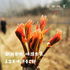 【预售】生态红油香椿（基地直发-京东包邮）| 多种规格，来自山西中条山，生产者：蒲韩青年公社社员，【合作生产，公平贸易】 商品缩略图2