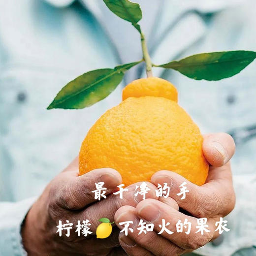 四川柠檬不知火丑橘 净重2斤-8斤大果 当季新鲜水果桔橘子 果园直发 商品图7